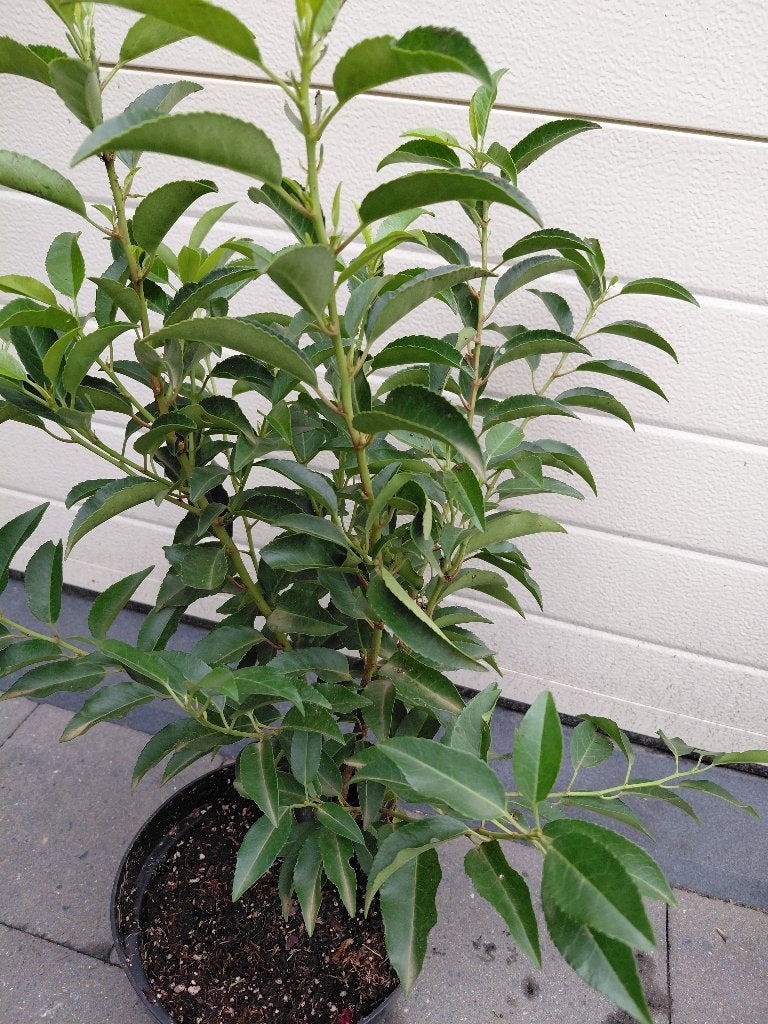 Prunus Lusitanica Angustifolia, Enlèvement, Mi-ombre