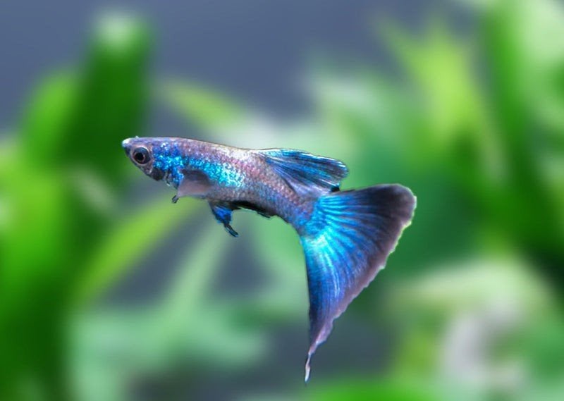 Blue moscow guppy, Ophalen