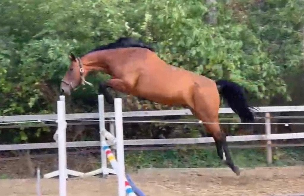 7j fokmerrie/ Projectpaard Falaise x Diamant de Semilly, Merrie, Springpaard, Met stamboom, Zadelmak