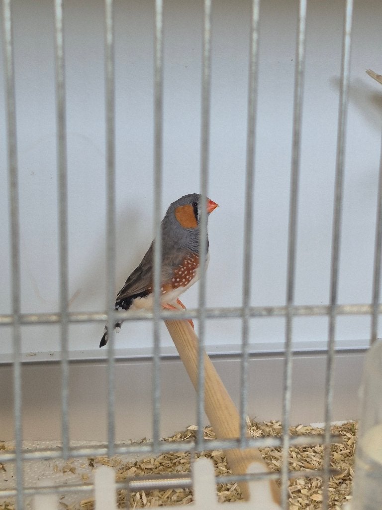 zebravinken, Animaux & Accessoires, Oiseaux | Oiseaux Autre, Oiseau tropical