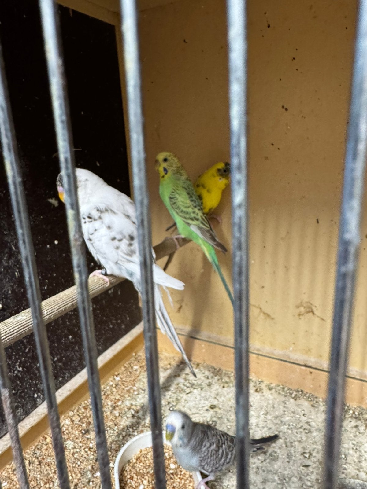 Grasparkieten te koop, Dieren en Toebehoren