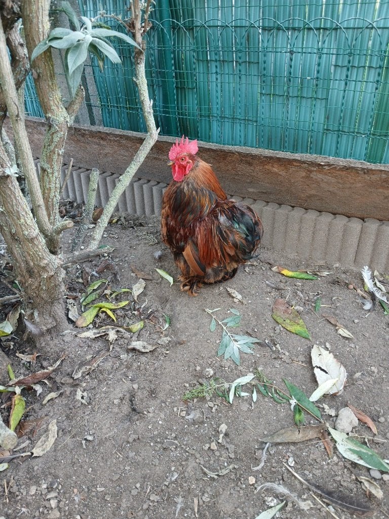 Broedeieren cochin kriel, Dieren en Toebehoren, Geslacht onbekend, Kip