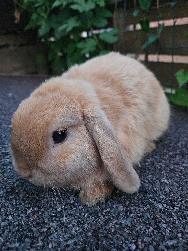 Hangoor konijn rammelaar, Animaux & Accessoires, Lapins, Petit, Mâle, 0 à 2 ans, Oreilles tombantes