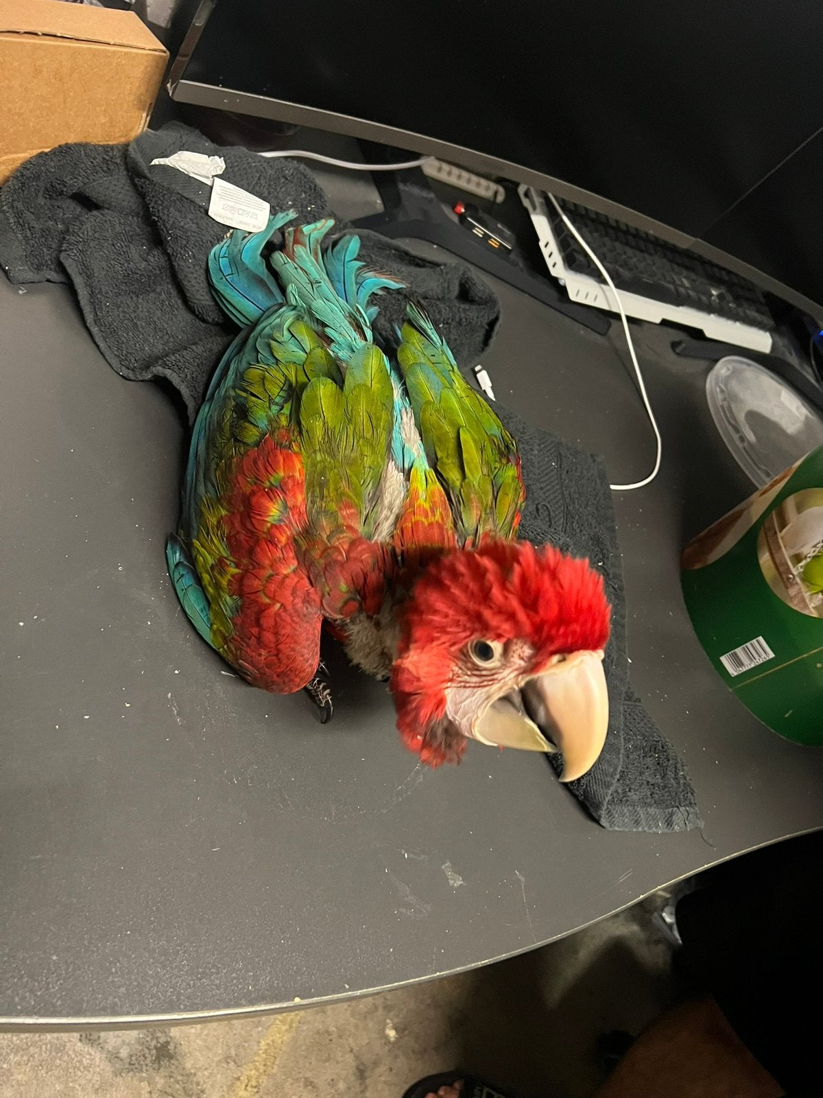 Ara Chloroptere, Animaux & Accessoires
