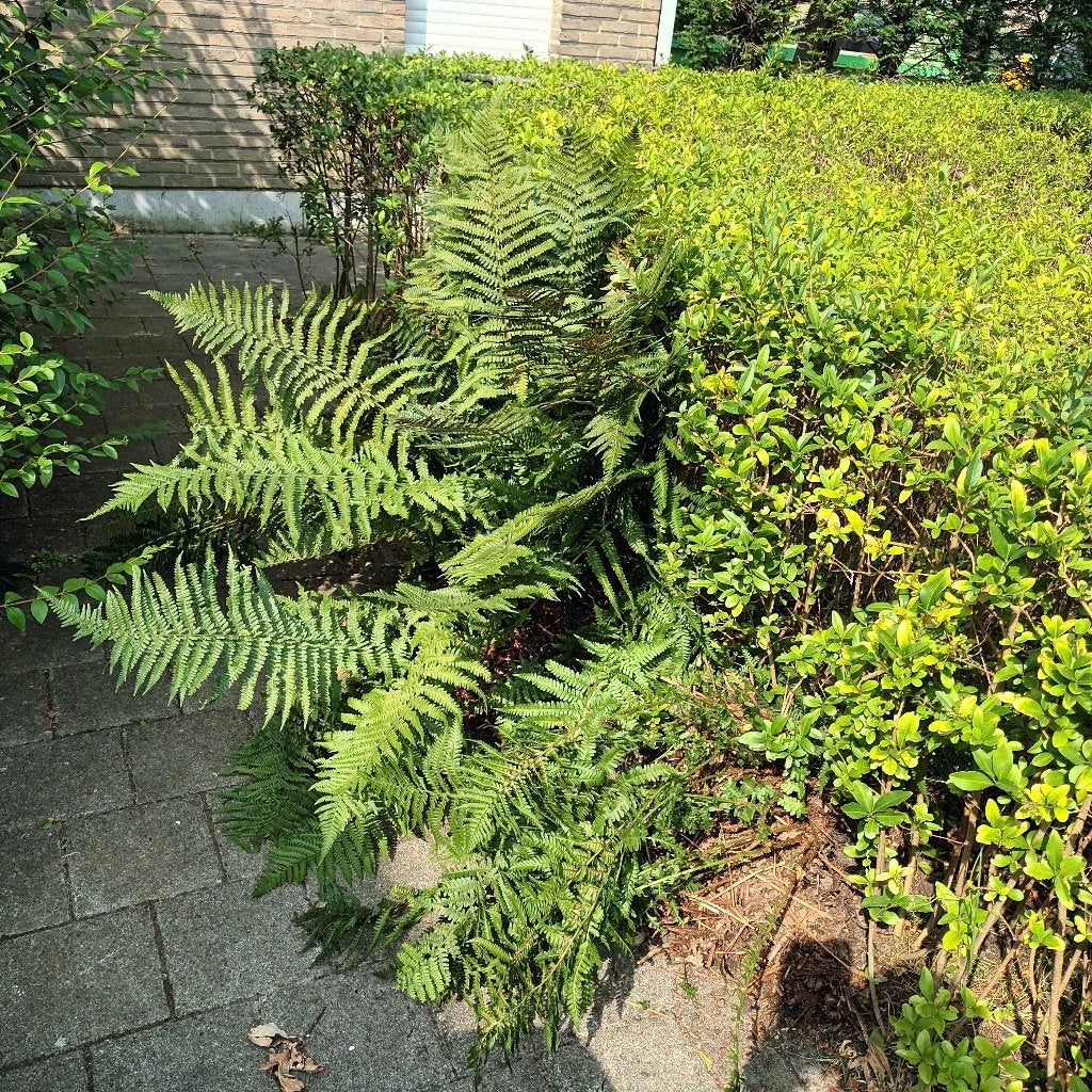 Plant, Tuin en Terras, Planten | Tuinplanten, Ophalen