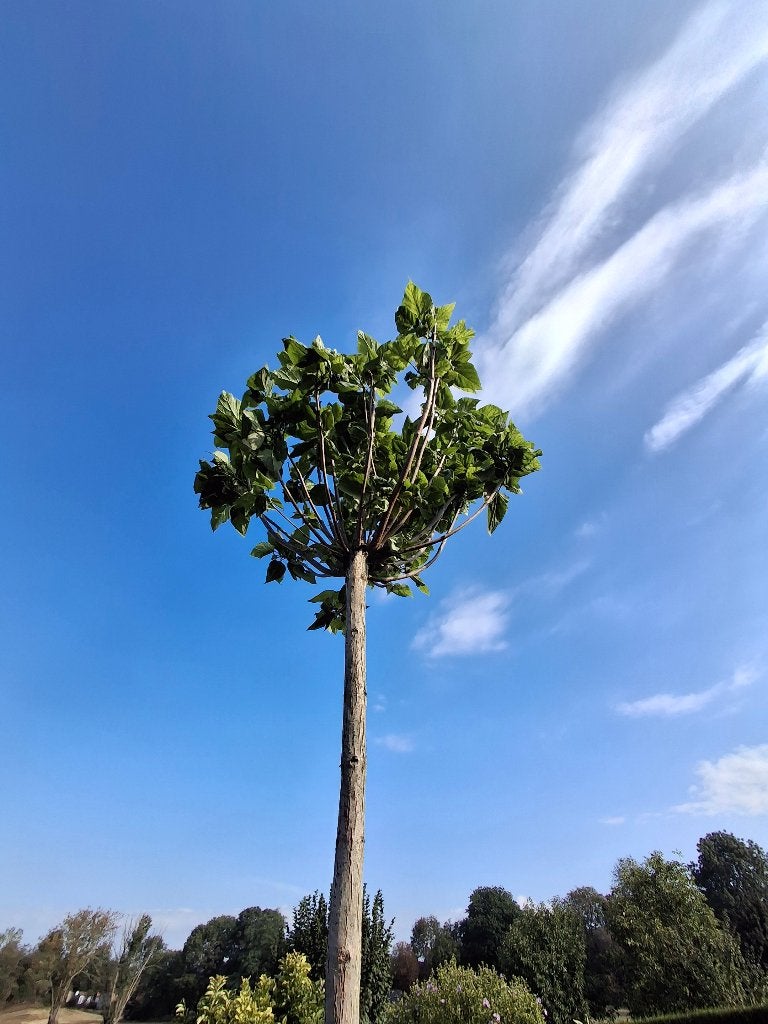 Catalpa boule, Tuin en Terras, Planten | Bomen, Overige soorten, 100 tot 250 cm, Ophalen, Volle zon