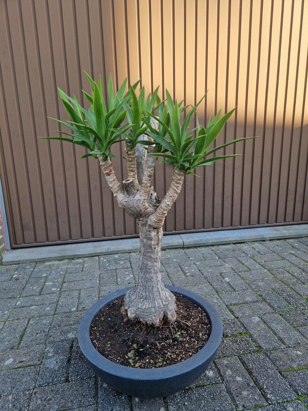 Yucca bonzai in een schaal., Ophalen, Yucca