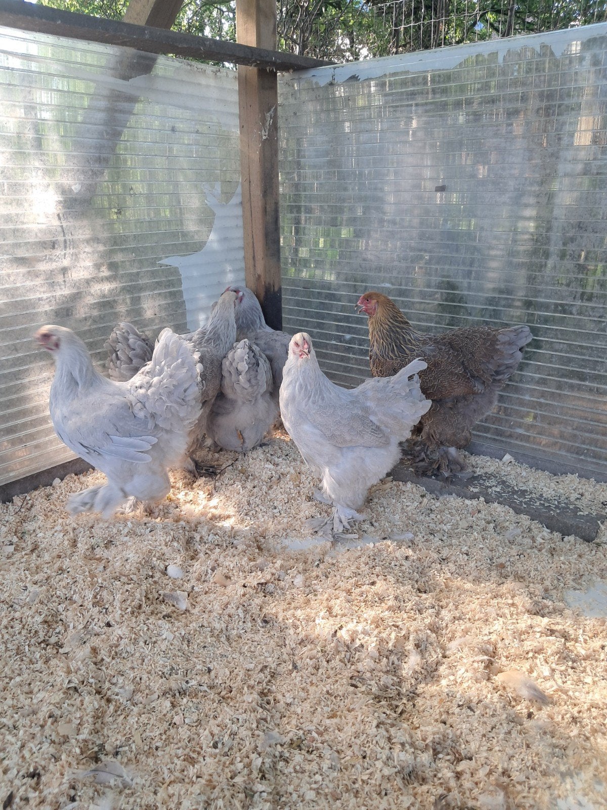 Brahma hennen, Dieren en Toebehoren, Vrouwelijk, Kip