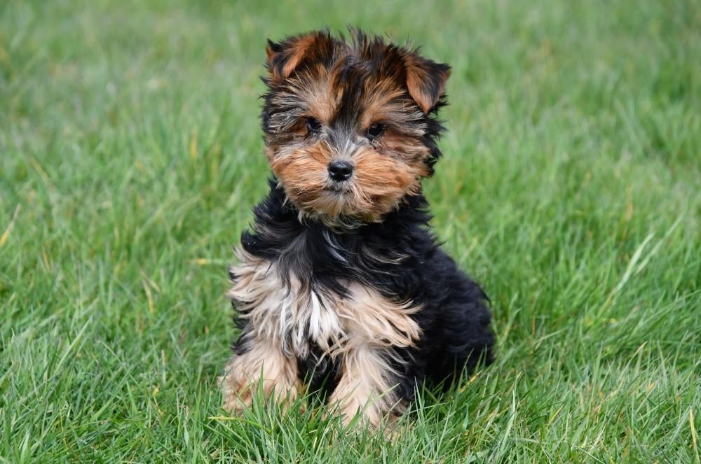 Yorkshire Terriër pup te koop (reutje), Dieren en Toebehoren, Honden | Jack Russells en Terriërs, Reu, Yorkshire Terriër, Fokker | Professioneel