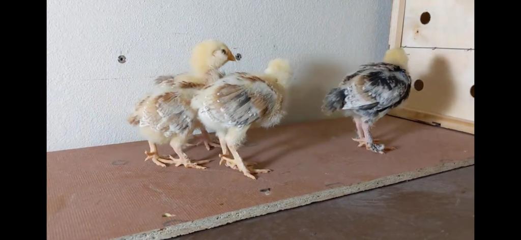 Gezocht: Duitse Faverolles kuikens, Verzamelen, Dierenverzamelingen, Ophalen of Verzenden, Zo goed als nieuw