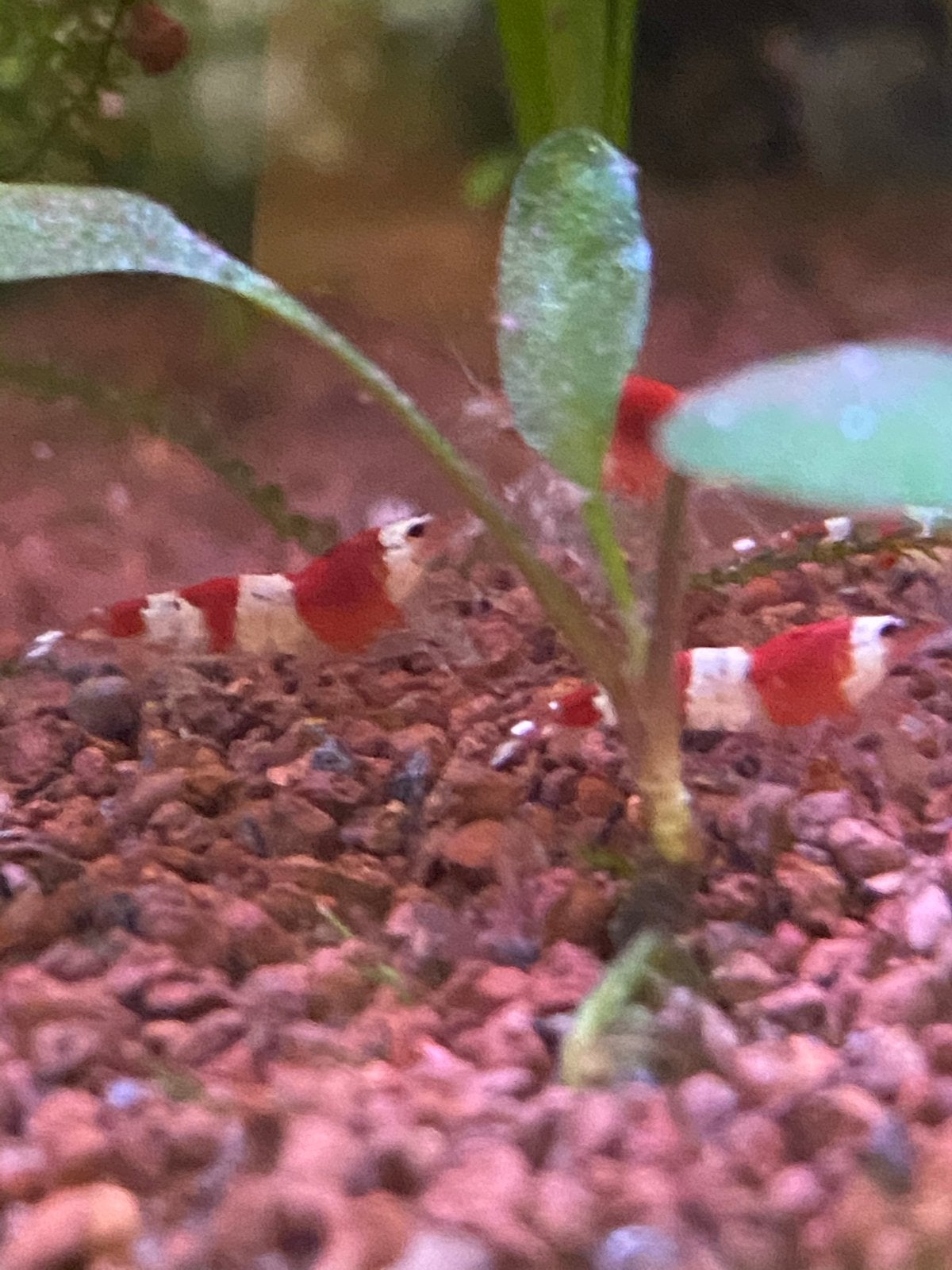 Crystal red garnalen, Dieren en Toebehoren, Kreeft, Krab of Garnaal, Zoetwatervis