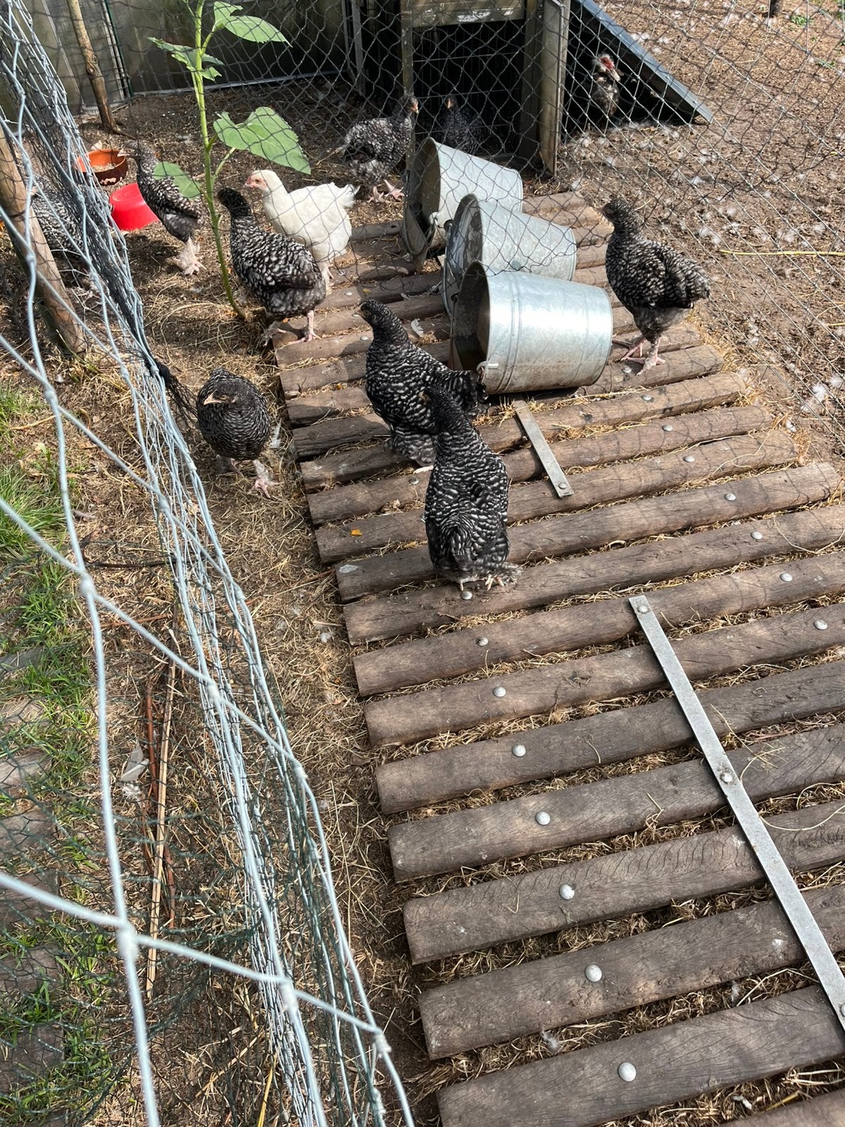 4jonge hennen mechelse koekoek