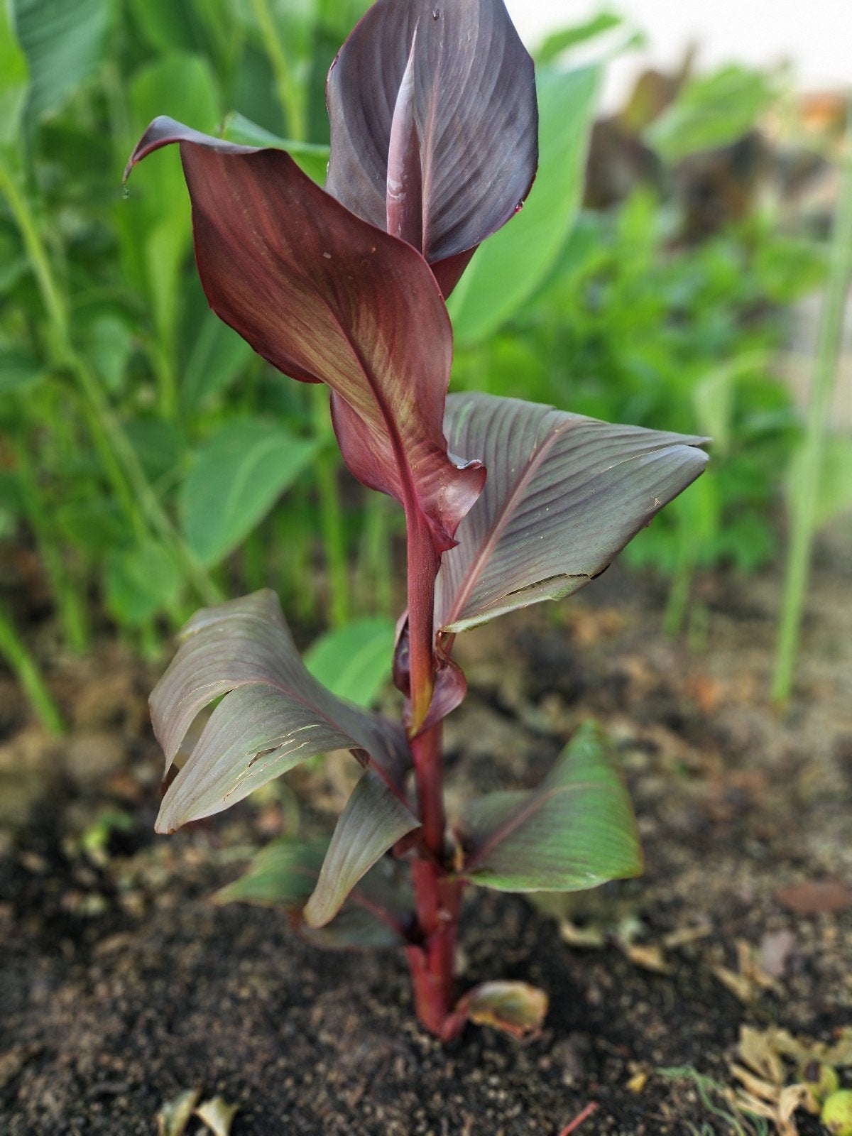Canna Red Velvet, Volle zon, Vaste plant, Zomer, Ophalen