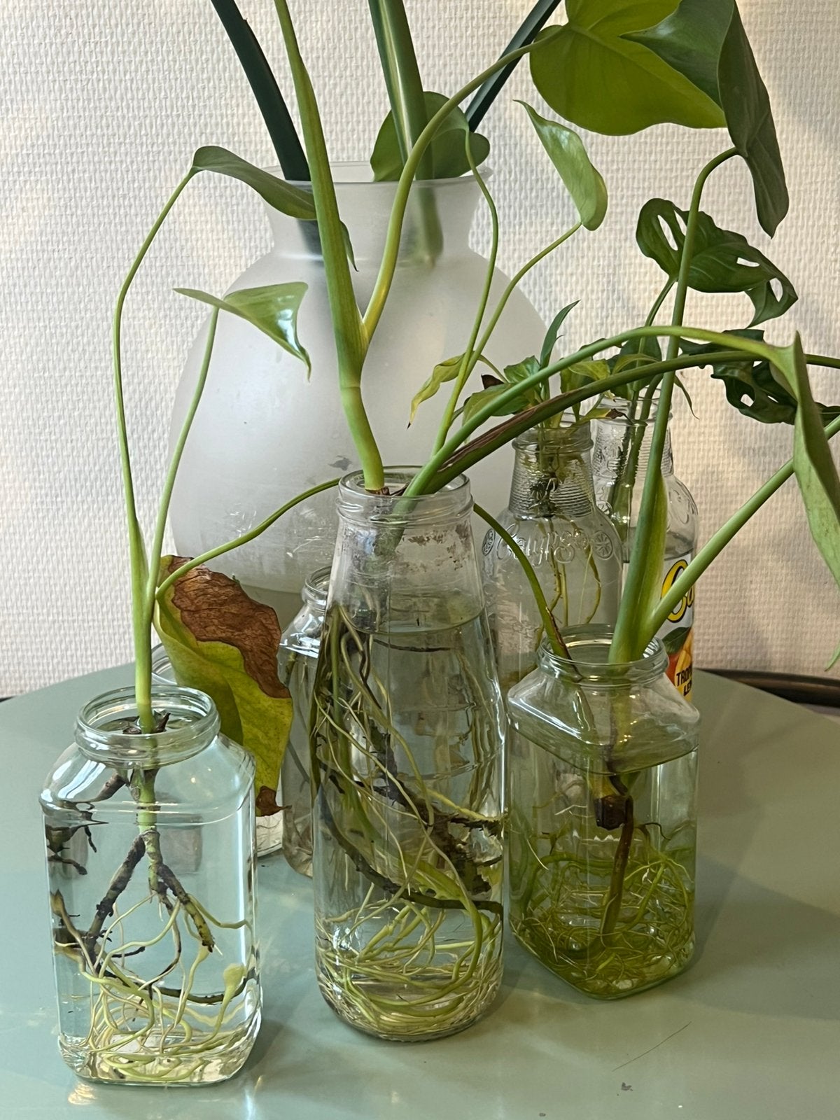 Plein de Monstera Deliciosa - en pot et boutures, Enlèvement, En pot