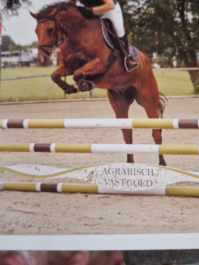 5 jarige D-pony met veel potentieel (1m48), Dieren en Toebehoren, Pony's, Met stamboom, Ruin, Springpony, 3 tot 6 jaar