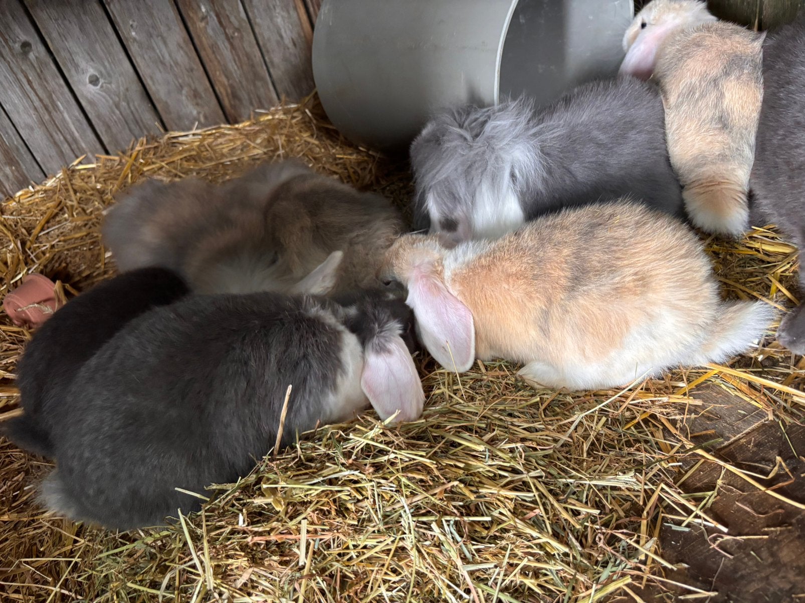 Hangoortjes, Dieren en Toebehoren, Konijnen, Meerdere dieren, Dwerg, Hangoor, 0 tot 2 jaar