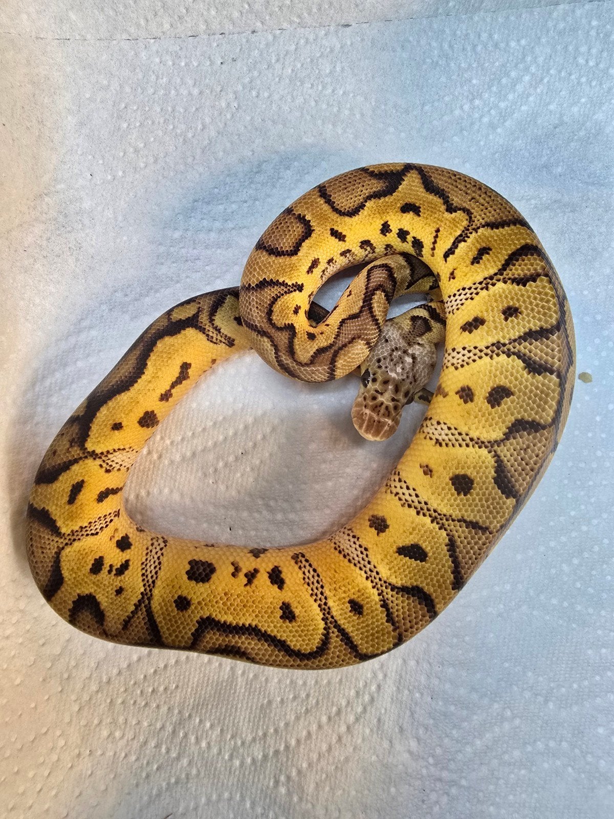 Koningspython (Python regius) – Nederlandse nakweek 2026

O Ball Python - unknown for sale from LOST TREASURES