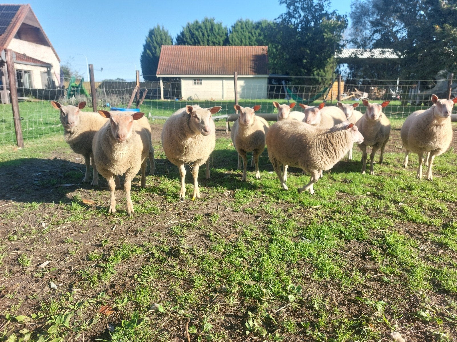 7 ooi lammeren te koop . lopen nog bij de moeders, Femelle, Mouton, 0 à 2 ans