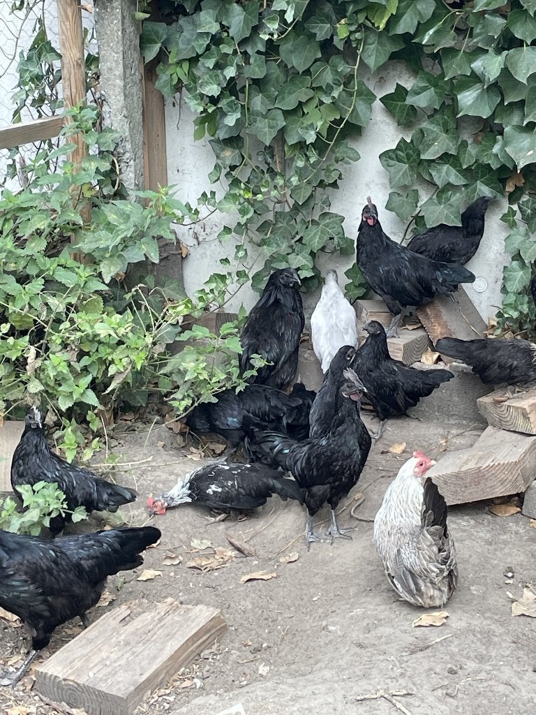 Kuikens 8 weken, Dieren en Toebehoren, Kip