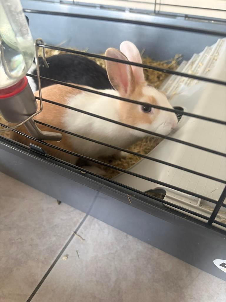 Konijn, Dieren en Toebehoren, Konijnen, Vrouwelijk, Klein, 0 tot 2 jaar