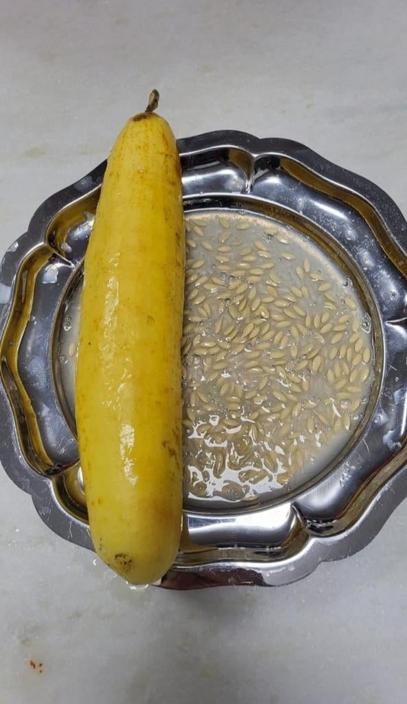 Graines de concombre biologiques de Turquie (10 pièces pour, Enlèvement ou Envoi