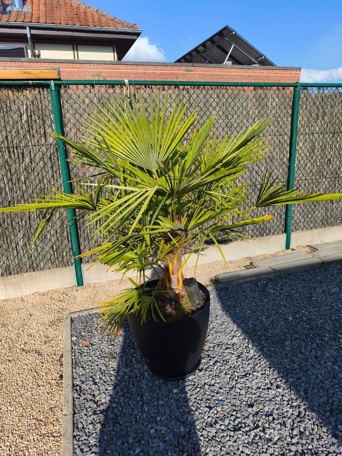 Planten te koop. Alles moet weg!!!!!, Tuin en Terras, Ophalen