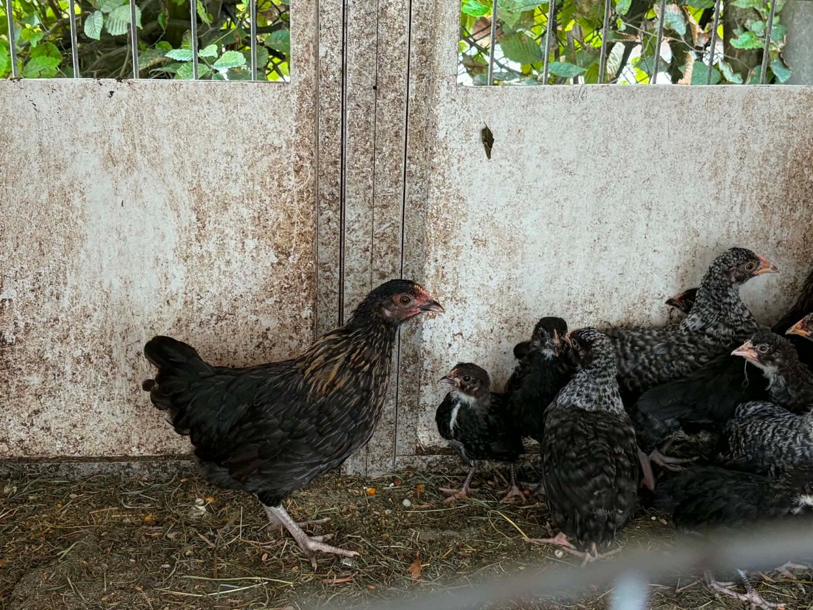 jonge aarschotshoen kriel te koop, Dieren en Toebehoren