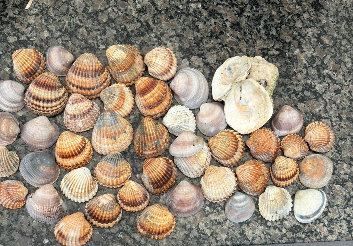 Schelpen, Diversen, Levensmiddelen, Ophalen