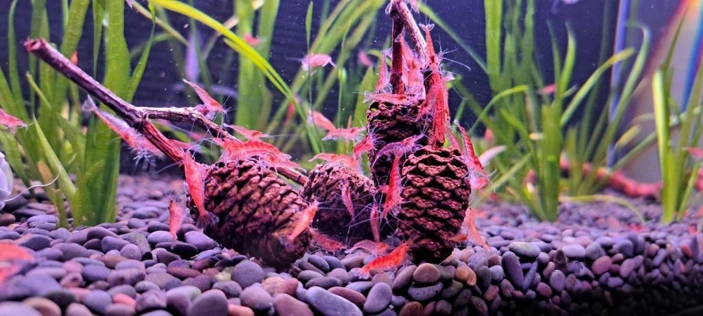 Crevettes - Neocaridina Davidi Red Cherry, Animaux & Accessoires, Poissons | Aquariums & Accessoires, Neuf, Autres types, Enlèvement