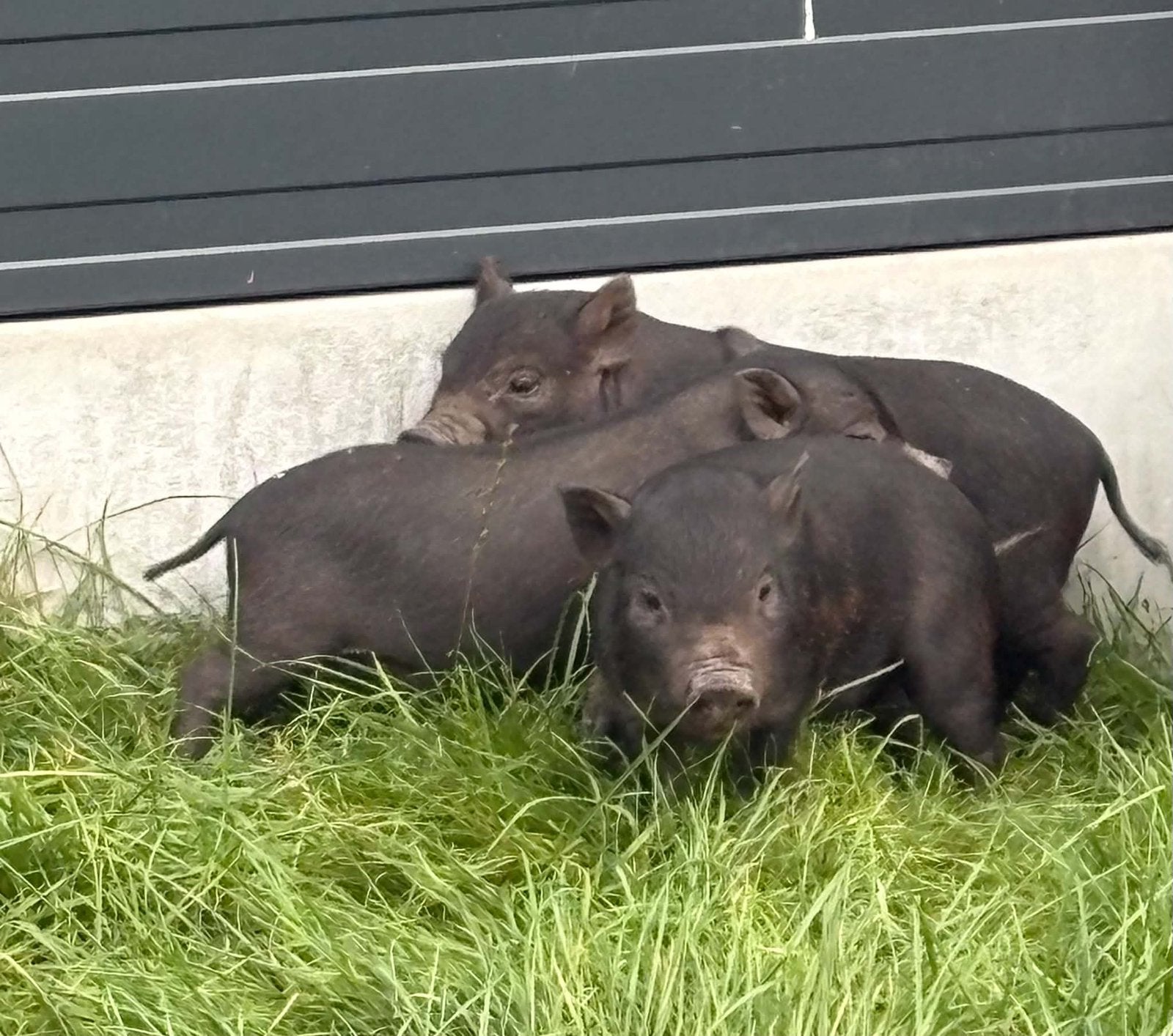Te koop 7 götinger biggetjes, Plusieurs animaux, Porcs, 0 à 2 ans
