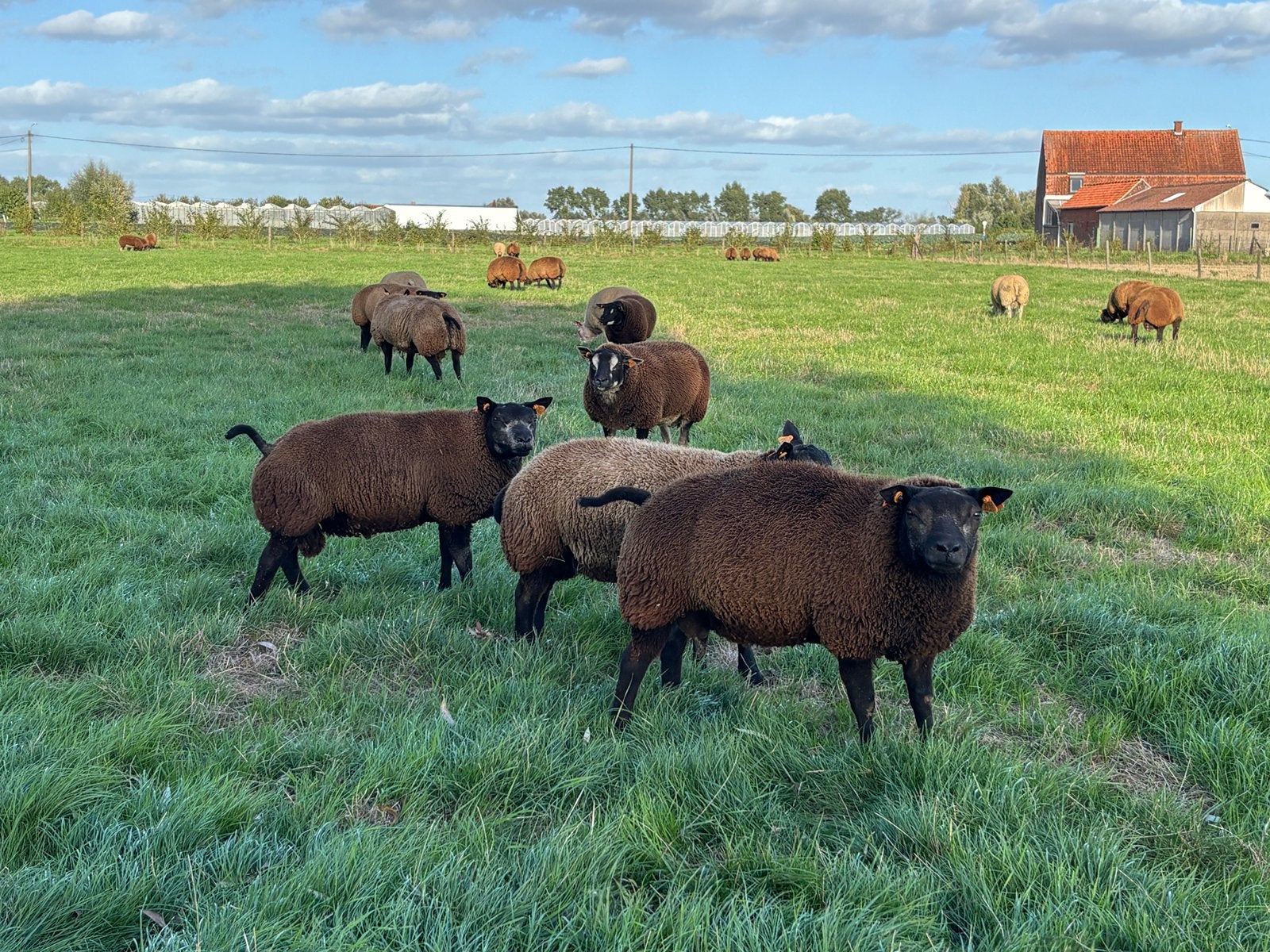 Super beste texelaar dekrammen te koop, Mâle, Mouton, 0 à 2 ans