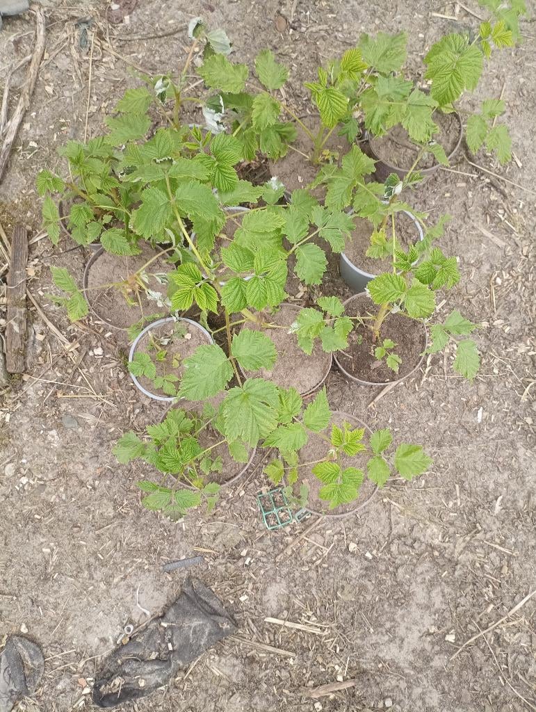 Frambozen plantjes, Jardin & Terrasse, Plantes | Arbustes & Haies, Enlèvement ou Envoi, Autres espèces, Arbuste, 100 à 250 cm