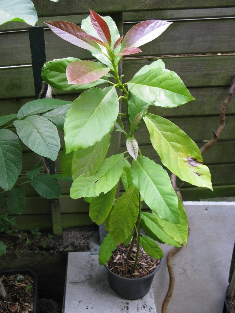 Avocatier, Autres espèces, En pot, Moins de 100 cm, Enlèvement