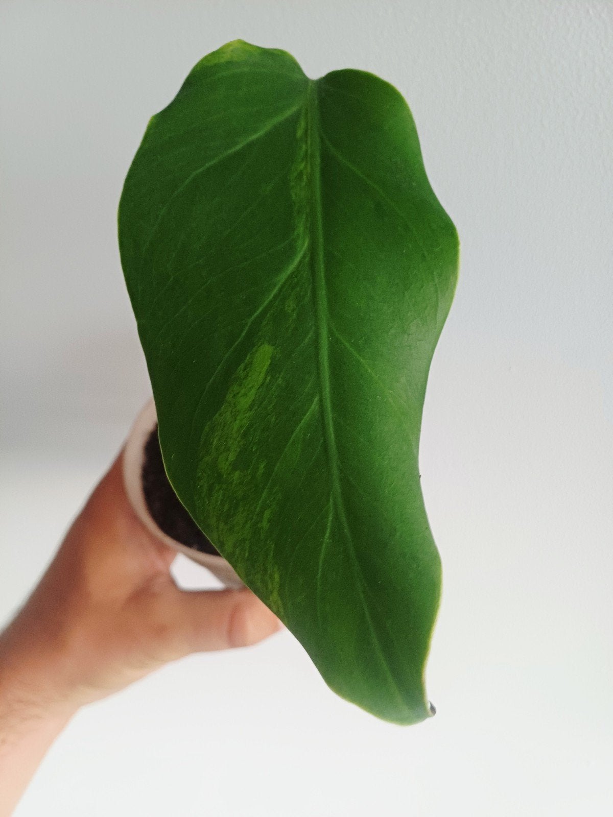 Monstera Deliciosa Green on Green, Huis en Inrichting, Kamerplanten, Overige soorten, Minder dan 100 cm, Groene kamerplant, Halfschaduw