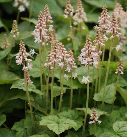 Tiarella Wheryii, Ophalen, Halfschaduw