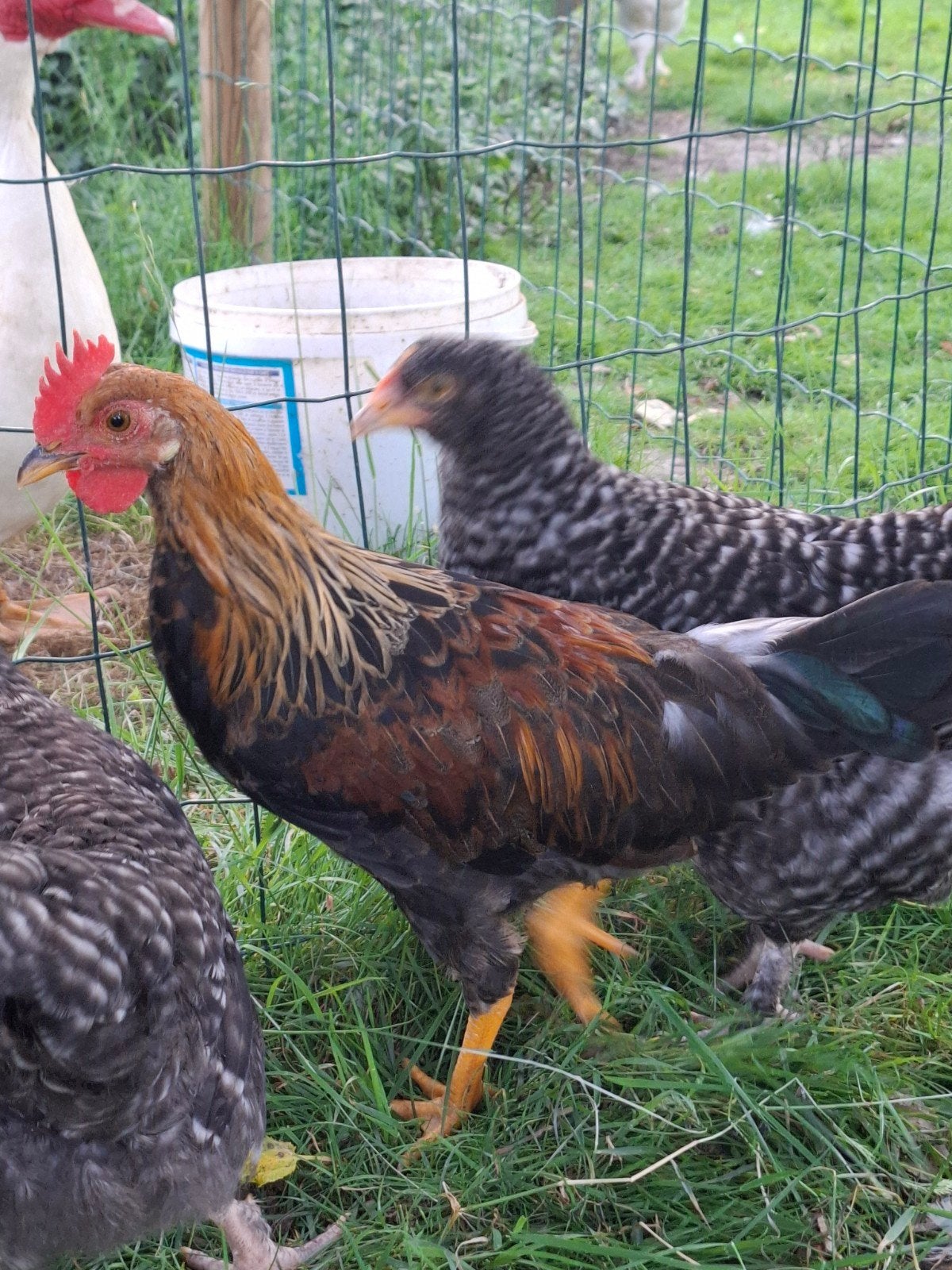 Kippen., Dieren en Toebehoren