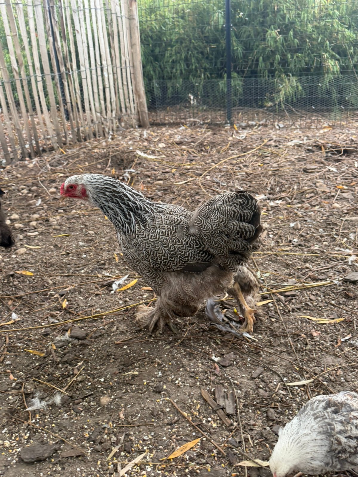 Brahma hennen, Dieren en Toebehoren