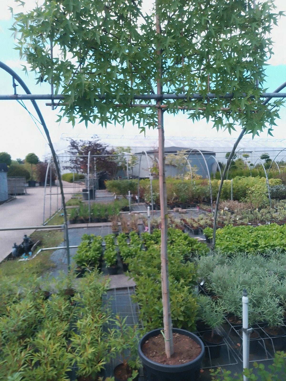 Boompje ,, Jardin & Terrasse, Plantes | Arbres, Enlèvement ou Envoi