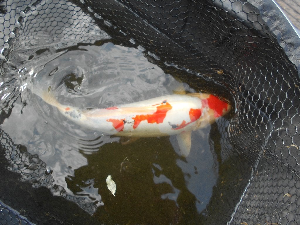 koi