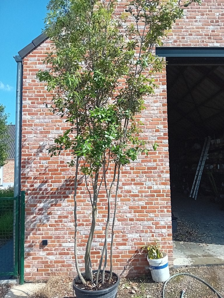 Quercus ilex meerstammige solitair, En pot, Ne fleurit pas, Plein soleil, Autres espèces