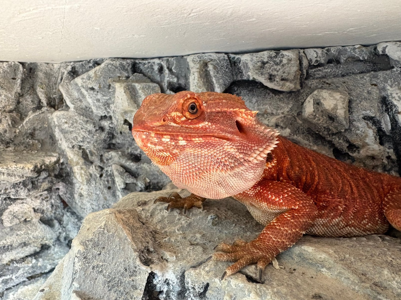 Femelle pogona red 1 an, Animaux & Accessoires, Enlèvement, Neuf