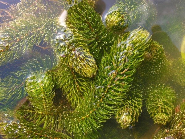 Plante oxygénante étang - ceratophyllum demersum, Ophalen, Nieuw