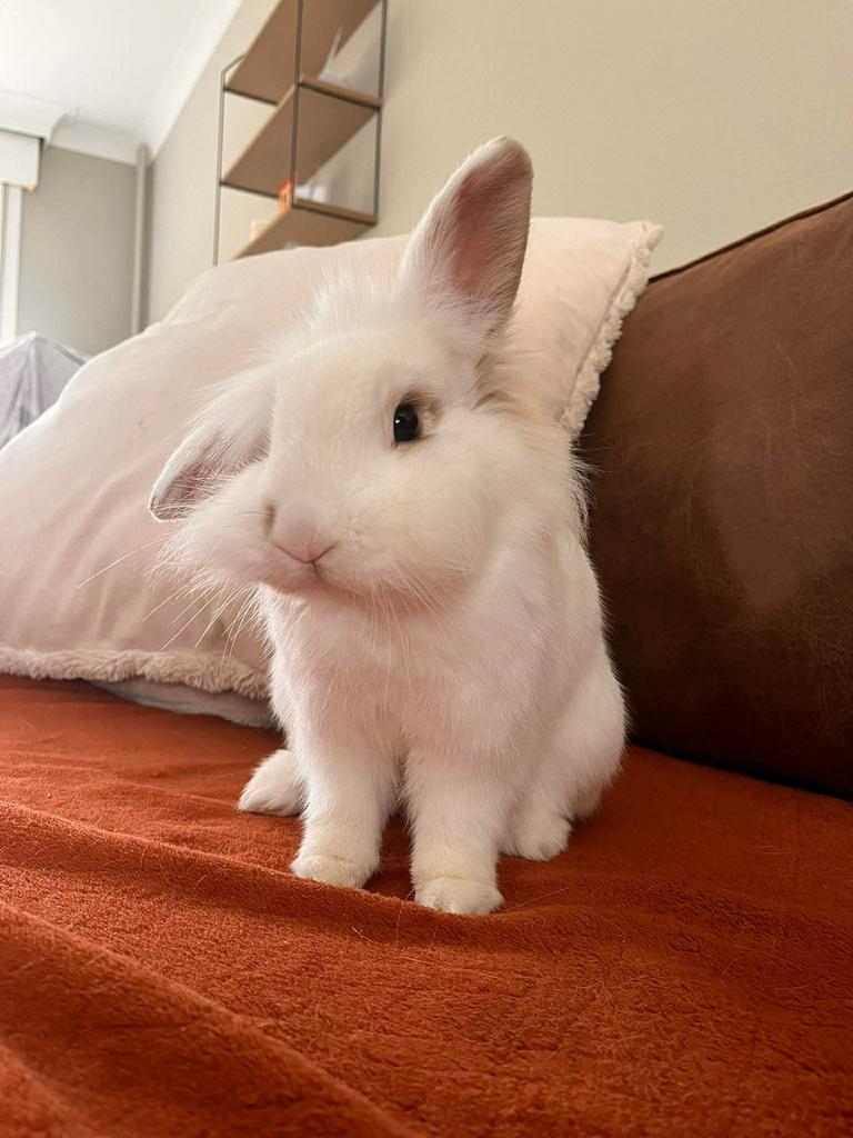 Gecastreerd mannelijk konijn, Dieren en Toebehoren, Konijnen, Mannelijk