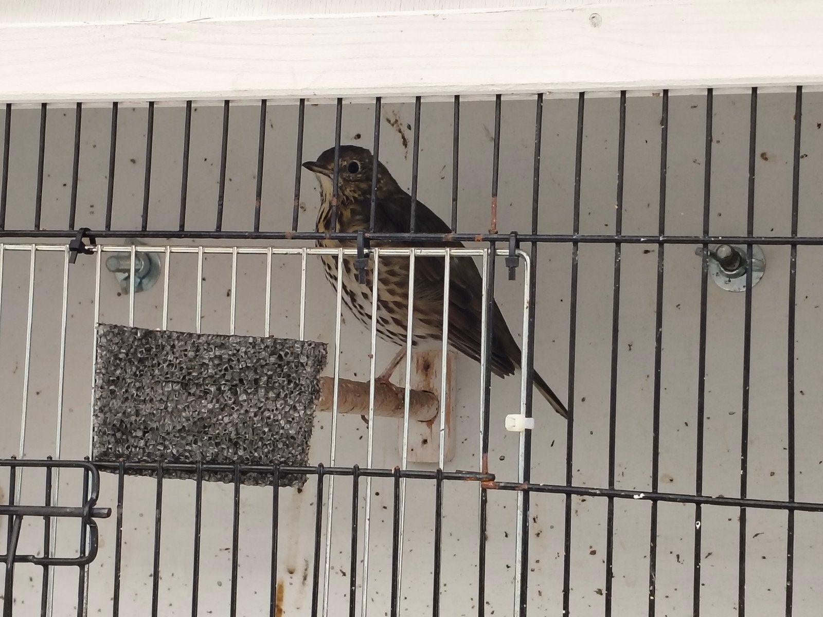 1-0 zanglijster, Mannelijk, Wildzangvogel