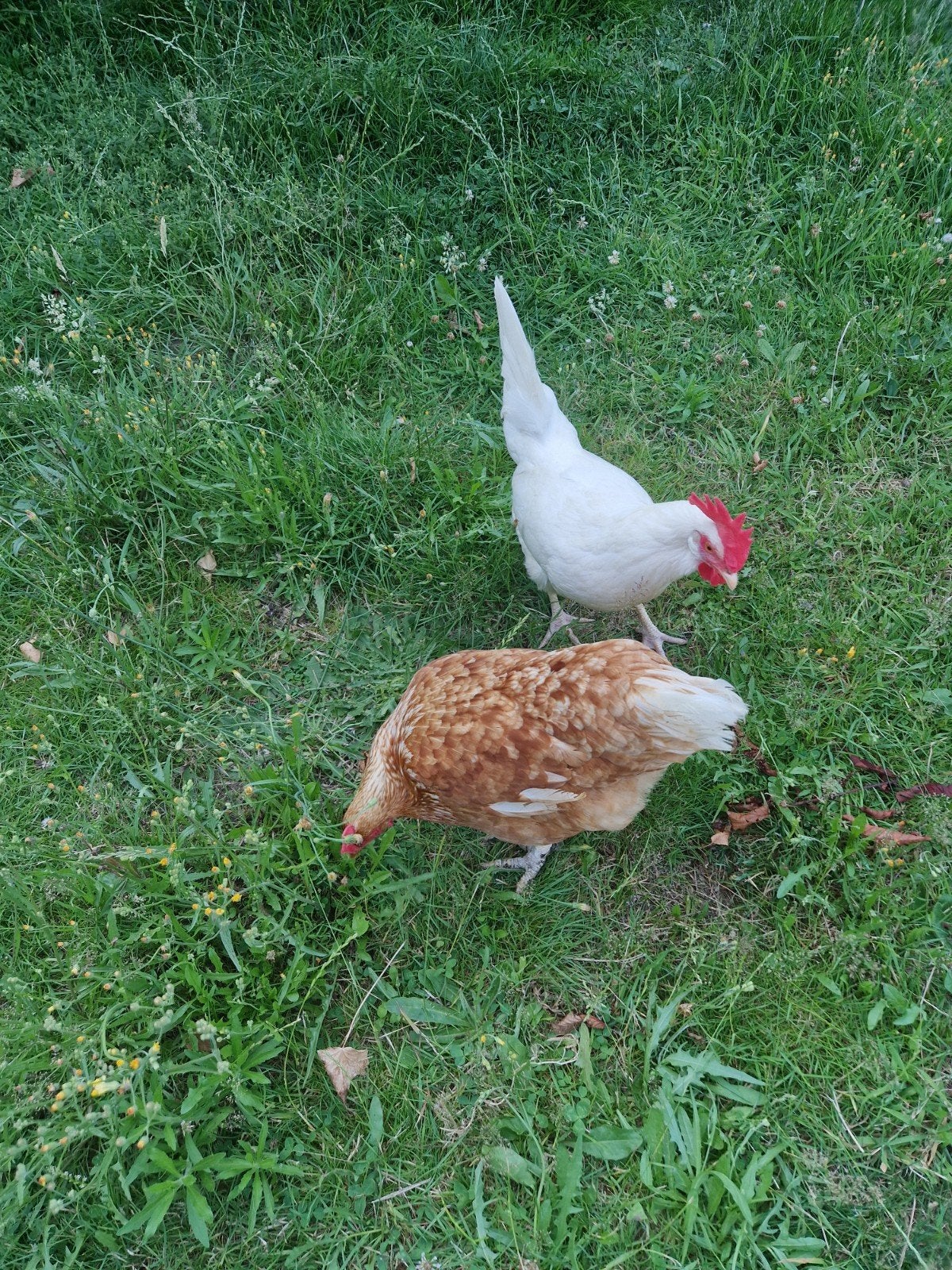 2 legkippen, Kip
