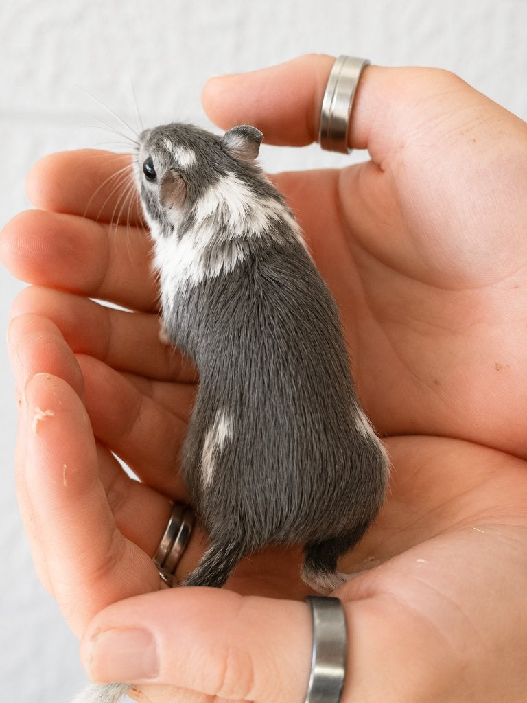 15 Gerbils te koop – Diverse kleuren – €100 voor alles samen, Dieren en Toebehoren, Maart, Meerdere dieren, Overige typen, Tam