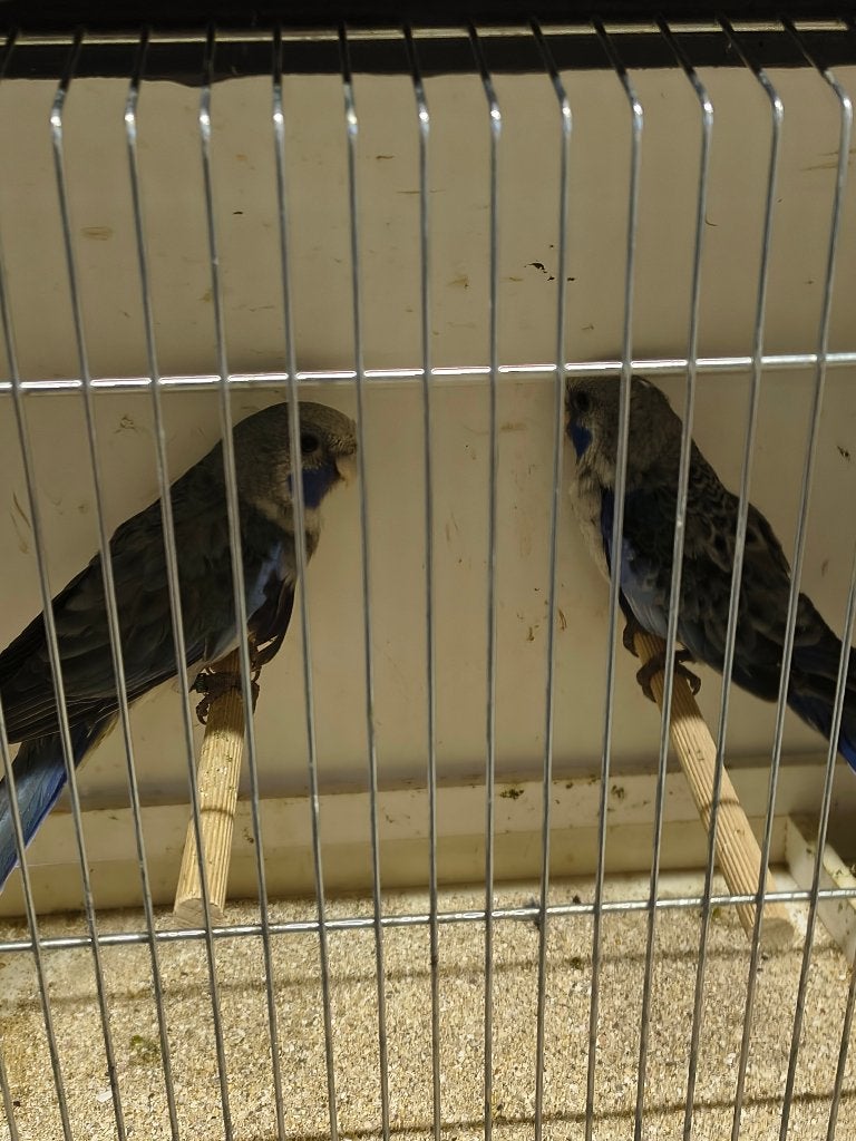parkieten, Dieren en Toebehoren, Meerdere dieren, Parkiet, Geringd