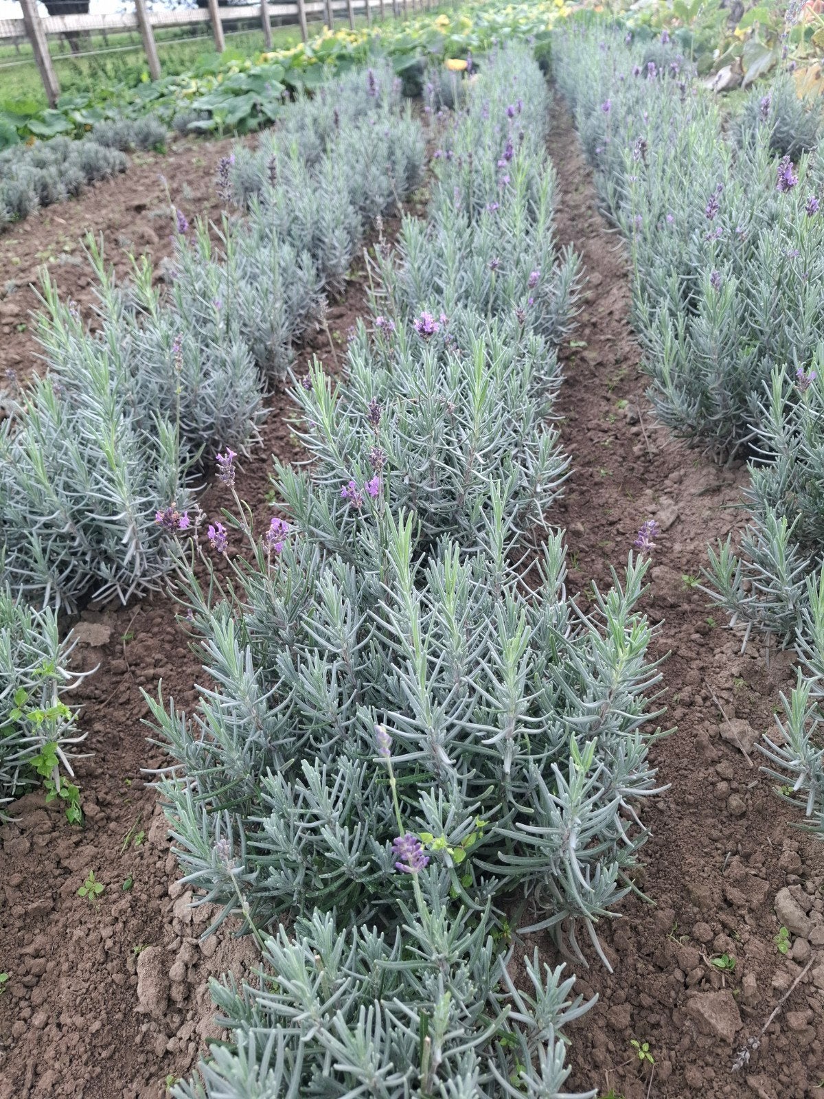 lavendel verschillende soorten, Volle zon, Vaste plant, Zomer, Ophalen