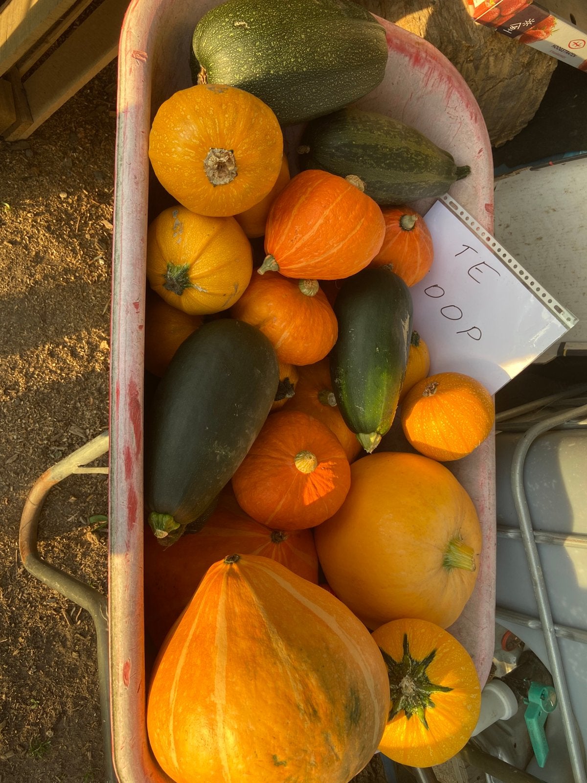 Pompoen /courgette/butternut/, Diversen, Ophalen