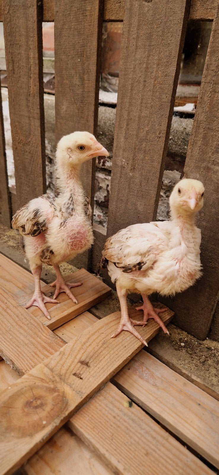 poussins Aseel Mianwali âgés de presque 2 mois. shamo, Animaux & Accessoires
